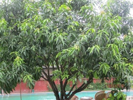 Jim Corbett Resort Rāmnagar Eksteriør bilde